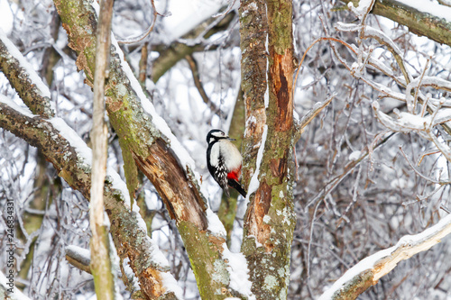 Great spotted woodpecker, Dendrocopos major, knocks on the bark of a tree, extracting edable insects. Bird in winter forest photo