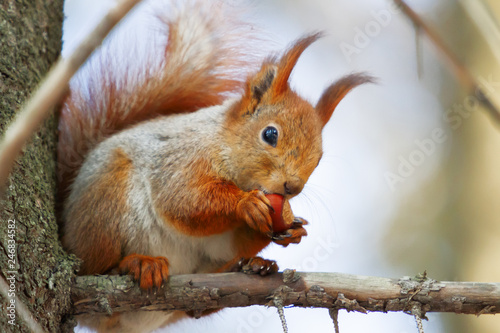 Ginger squirrel sits on a tree in the winter forest. Rodent eating a nut.