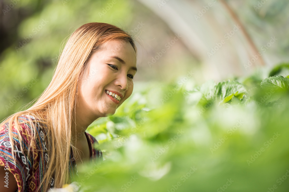 Beautiful farmer woman checking strawberry farm Beautiful farmer woman checking strawberry farm