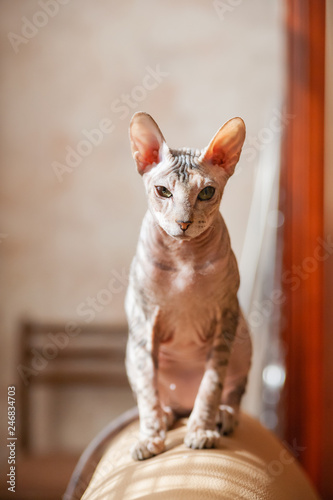 Sphinx cat sitting on a couch. Hairless pet looks arrogant.