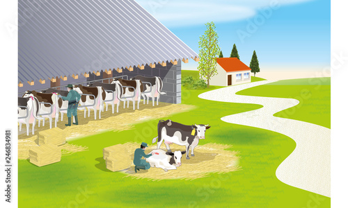 Cow in the farm