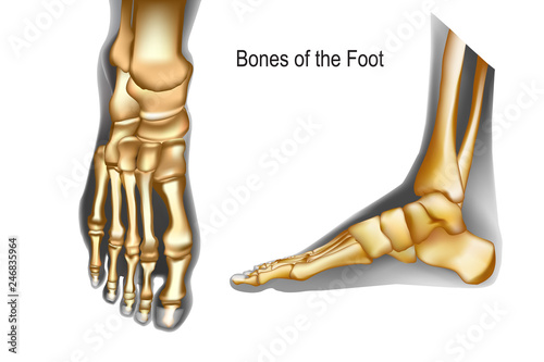 Bones the of foot top and medial view