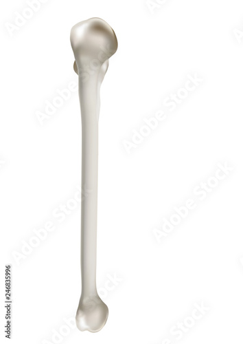 Precise medical 3D images of human shoulder bones