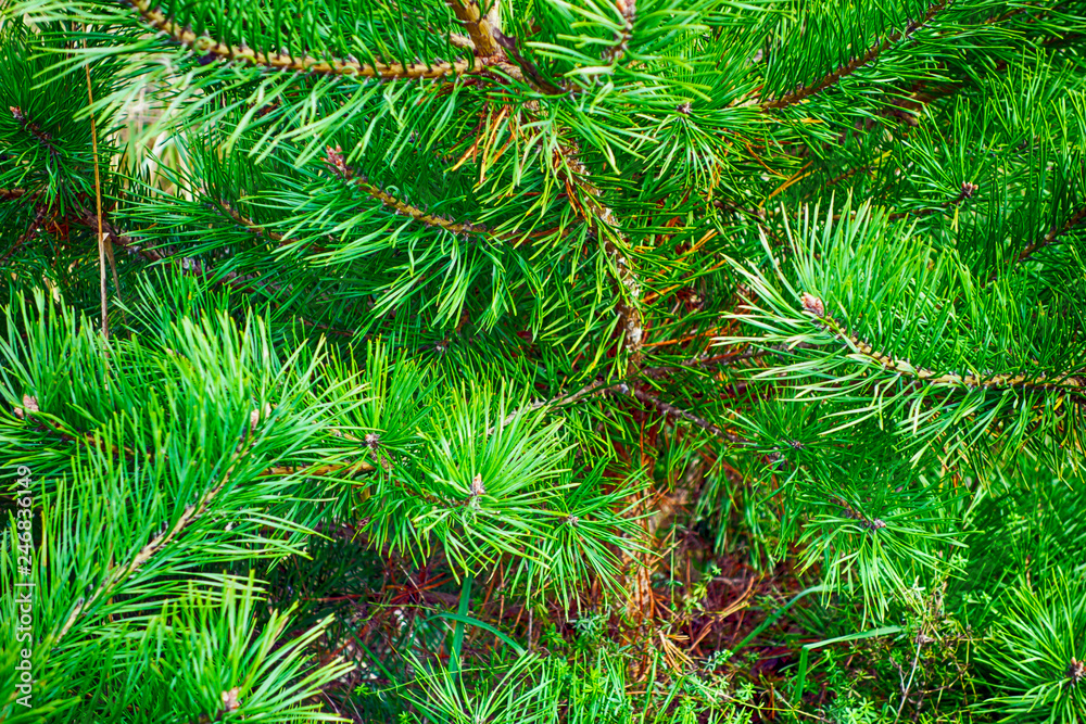 Close-up of pine tree. Close-up of pine tree.