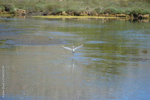 Heron taking off/landing