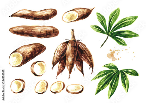 Принти на полотні Cassava root, tuber, leaf and slices set