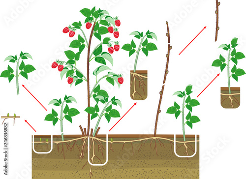 Raspberry vegetative reproduction scheme. Raspberry shrub with red berries, root system and green leaves isolated on white background