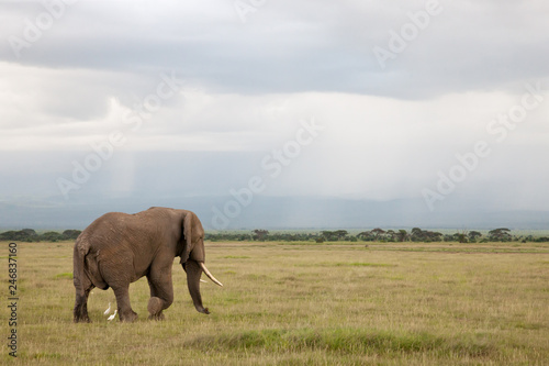 Elephant is walking in the savannah with white birds