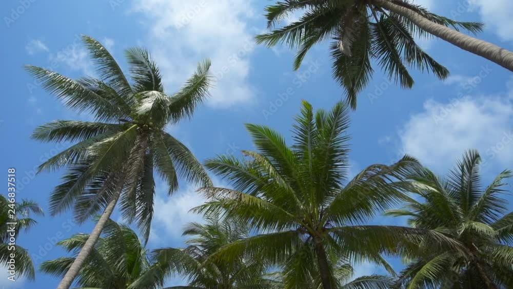View of the palm trees leaves moving in the wind against the blue sky View of the palm trees leaves moving in the wind against the blue sky