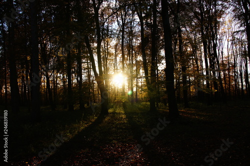 Sonnenuntergang im Favoritepark Ludwigsburg