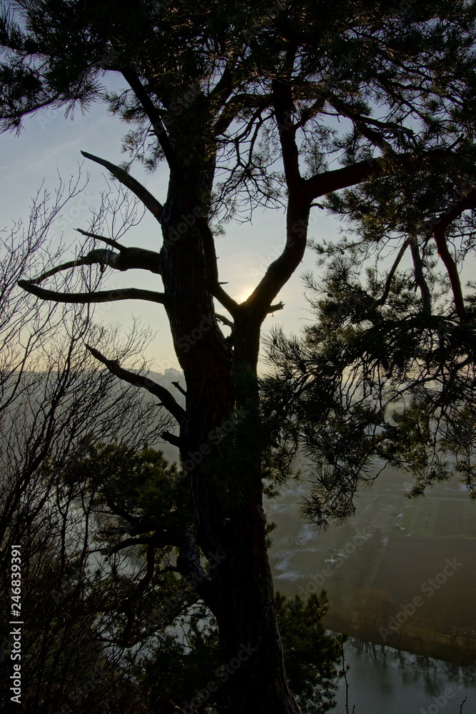 Fototapeta premium Baum