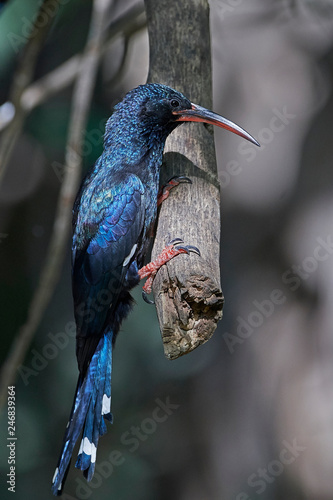 Green wood hoopoe (Phoeniculus purpureus) photo