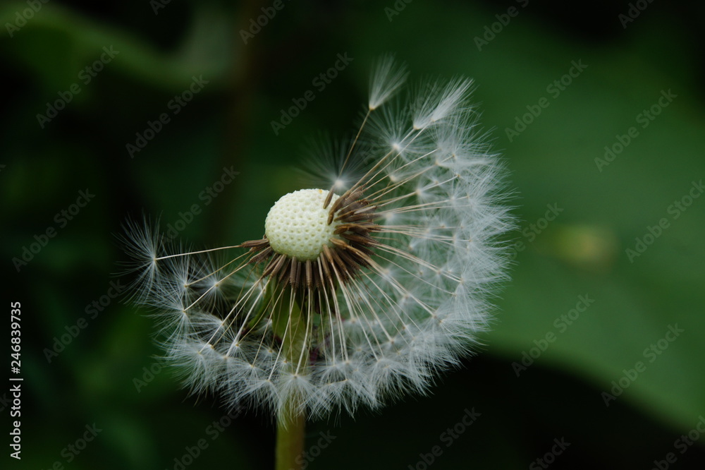 Fototapeta premium Puste Blume