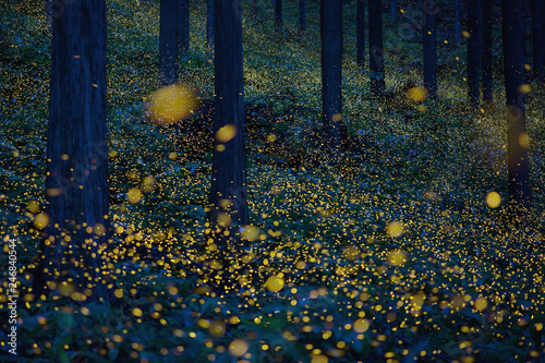 Japanese fireflies (Luciola parvula) flying around the trees (part 3)