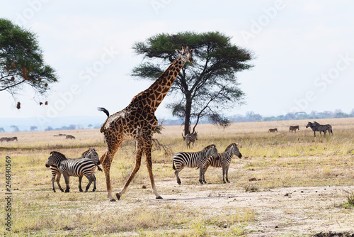 Giraffen mit Zebras © Karin Witschi
