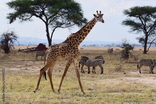 Giraffen mit Zebras