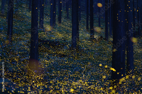 Japanese fireflies (Luciola parvula) flying around the trees (part 1)