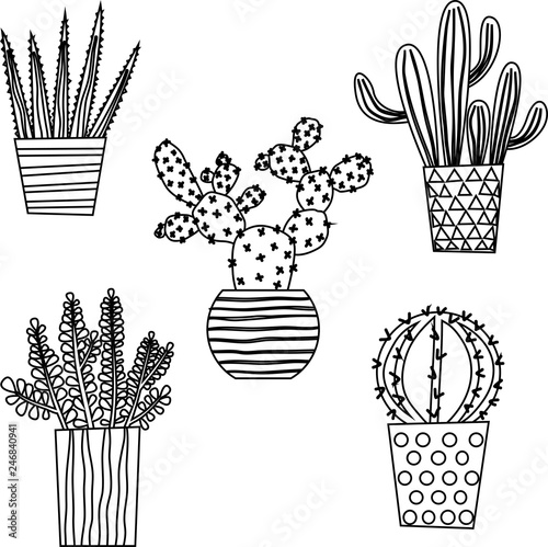 Cactus Cacti and Succulents Houseplants Illustration
