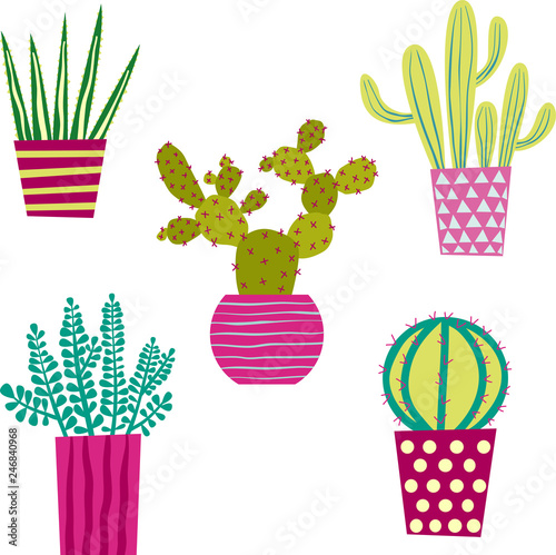 Cactus Cacti and Succulents Houseplants Illustration