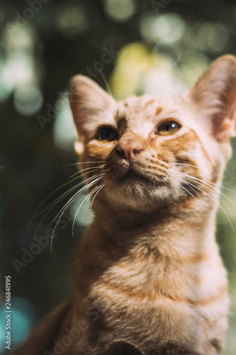 ginger cat