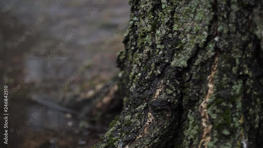 Rain in the spring forest. Slow motion Rain in the spring forest. Slow motion