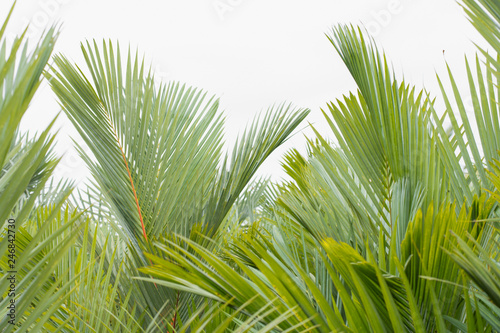  Palm Leaves