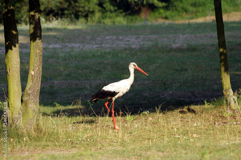 Obraz premium The white stork