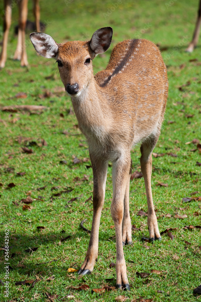 Young sika deer  in the field