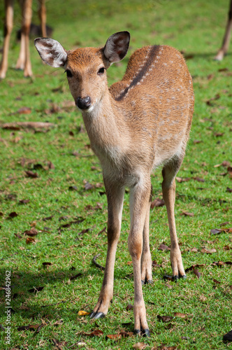 Young sika deer in the field