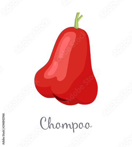 Champoo exotic juicy fruit vector isolated. Java apple, Semarang rose-apple and wax jambu, Syzygium samarangense. Tropical edible food icon with text