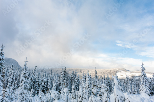 Snow covered evergreen trees on Mount Washington, Strathcona Provincial Park, British Columbia, Canada