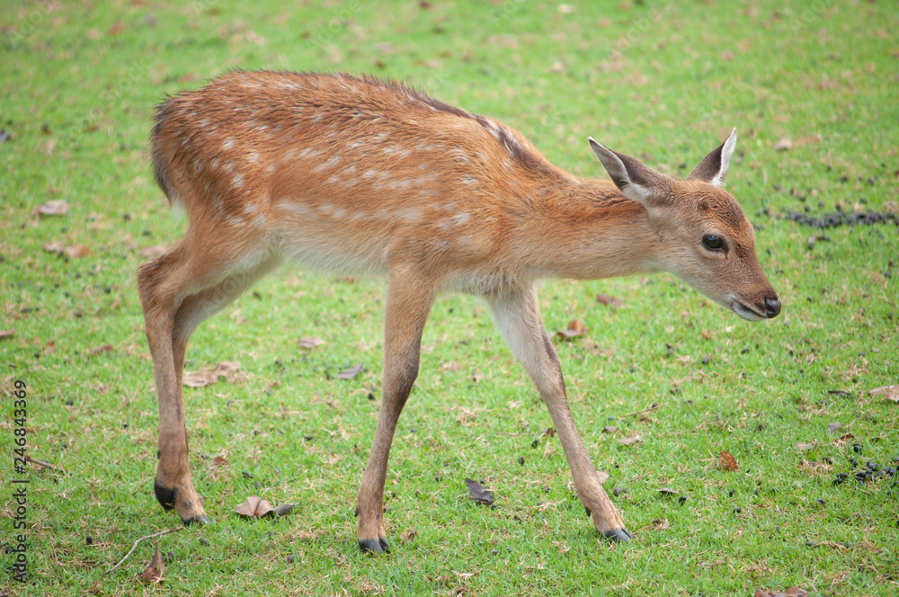 baby sika deer baby sika deer