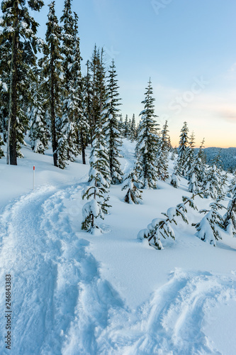Snow covered trees on mountain in winter, Mount Washington, Strathcona Provincial Park, British Columbia, Canada