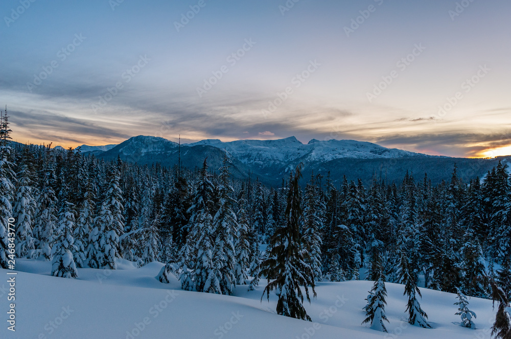 Snow covered trees on mountain at dusk, Mount Washington, Strathcona Provincial Park, British Columbia, Canada