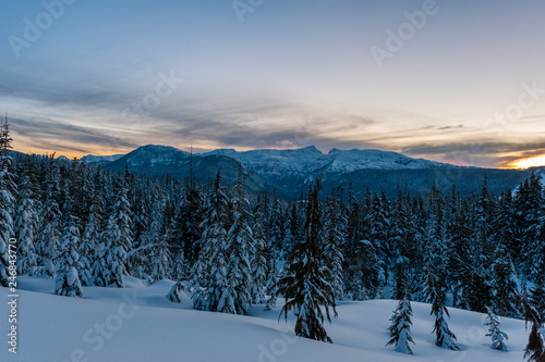Snow covered trees on mountain at dusk  Mount Washington  Strathcona Provincial Park  British Columbia  Canada