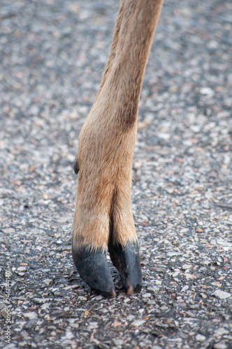 The appearance of the hoof of the sika deer