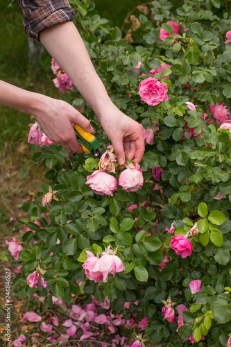 Girl prune the bush  rose  with secateurs in the garden in sun summer day. Cuting the dry rose flowers. Hand of the woman closeup.