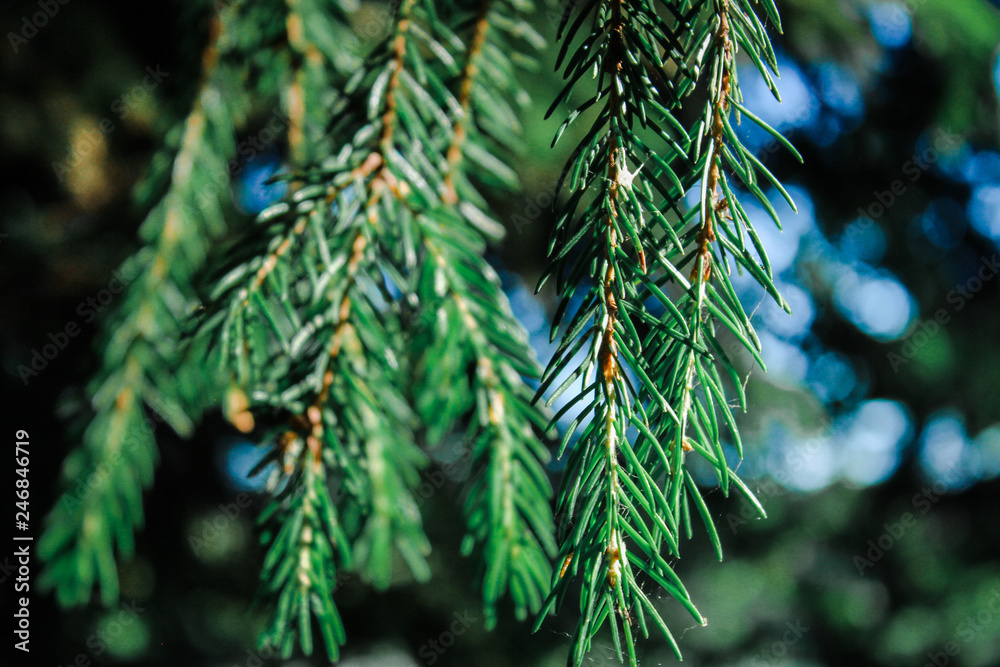 fir tree branch with cones fir tree branch with cones