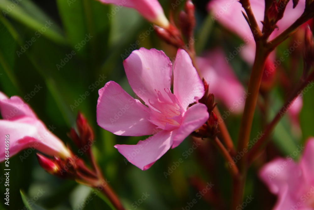 Naklejka premium Blume im Garten 