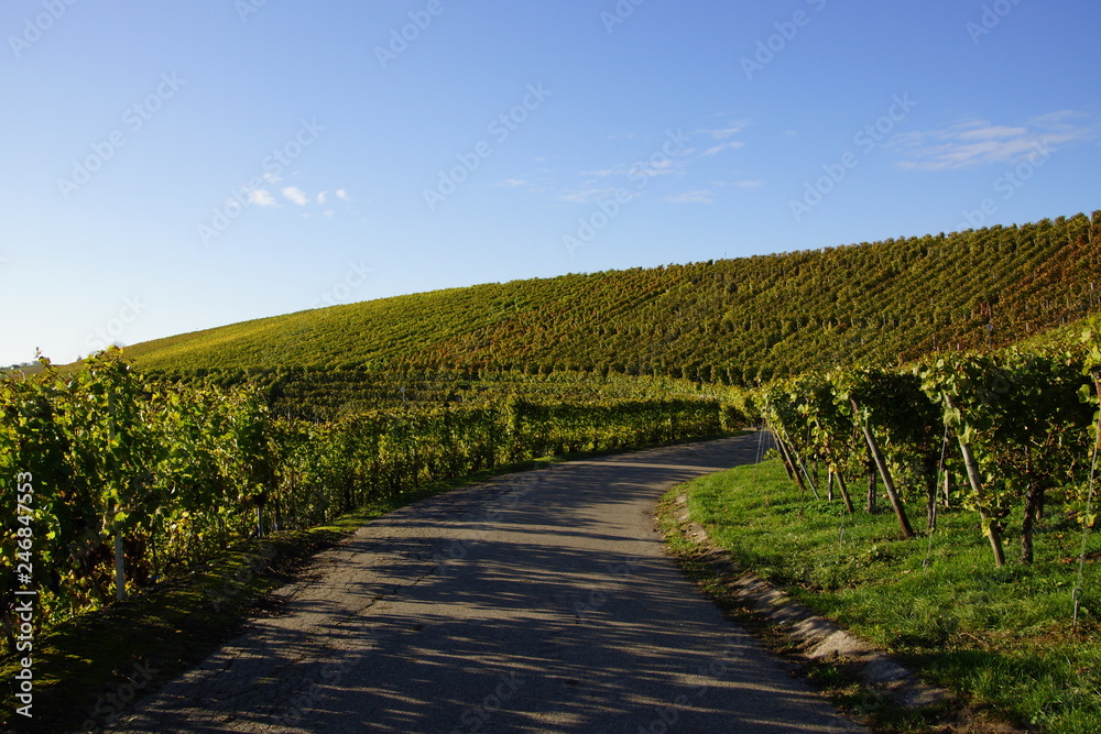 Naklejka premium Weinberg