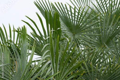 Palm tree White background