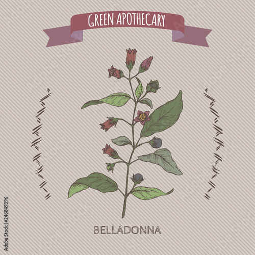 Atropa belladonna aka belladonna or deadly nightshade color sketch. Green apothecary series.
