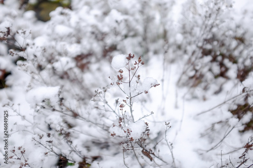 branch of a tree in winter © Emma