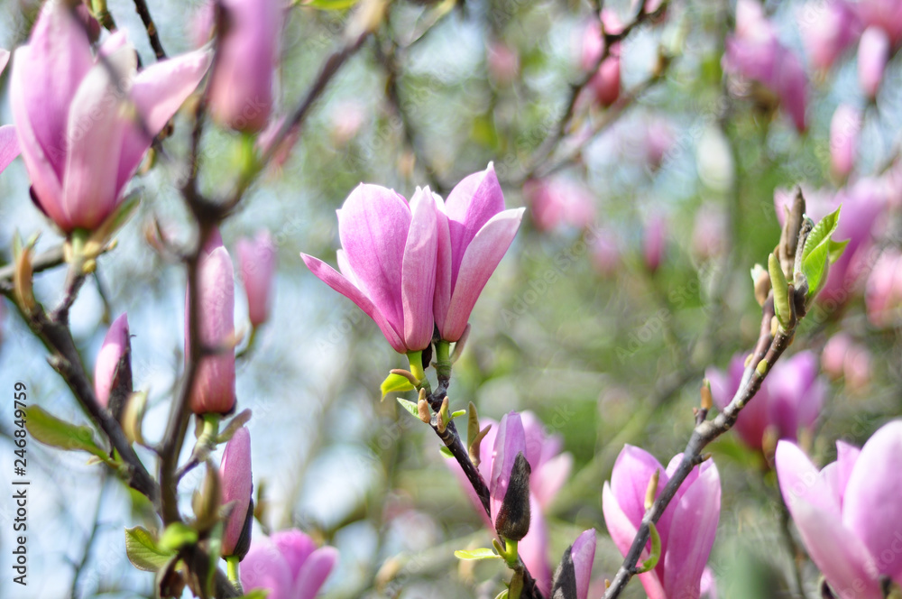 Obraz premium Spring magnolia