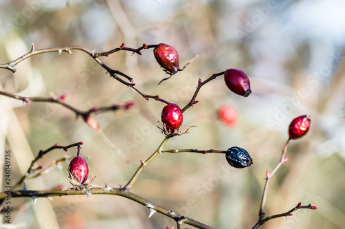  rosehips in the fall at sunset