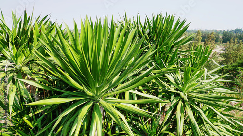 High Angle View of Fresh Green Plants