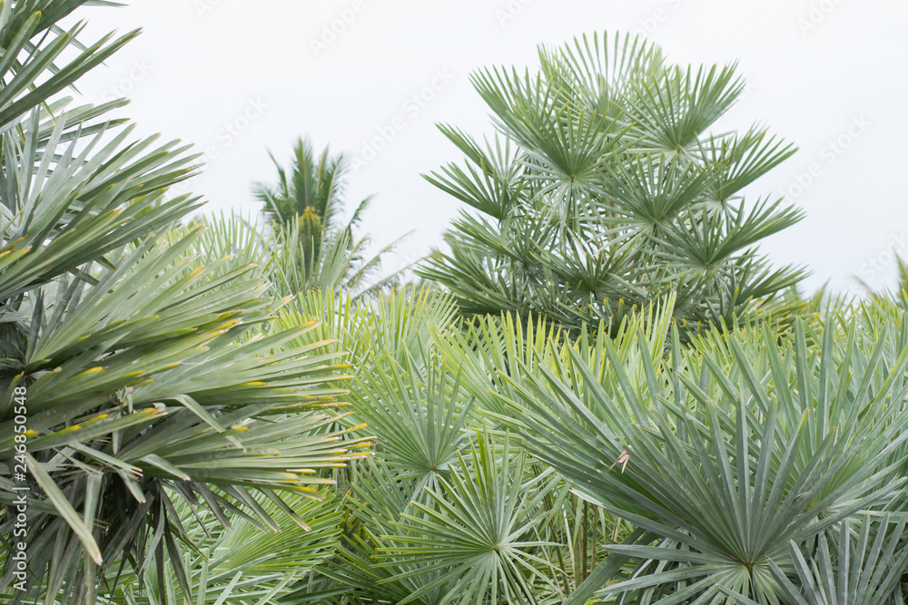 Fototapeta premium Palm tree White background