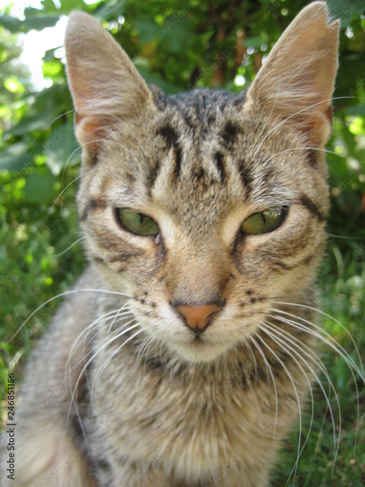 portrait of cat