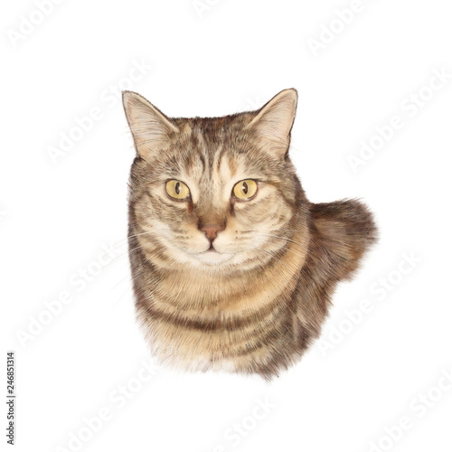 Cute cat isolated on white background.. Portrait of a cat. Realistic drawing of a cat with yellow eyes. Good for print T shirt, pillow. Hand painted illustration. Design template, banner for pet shop.
