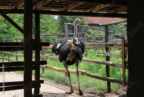 Adult male ostrich on a farm